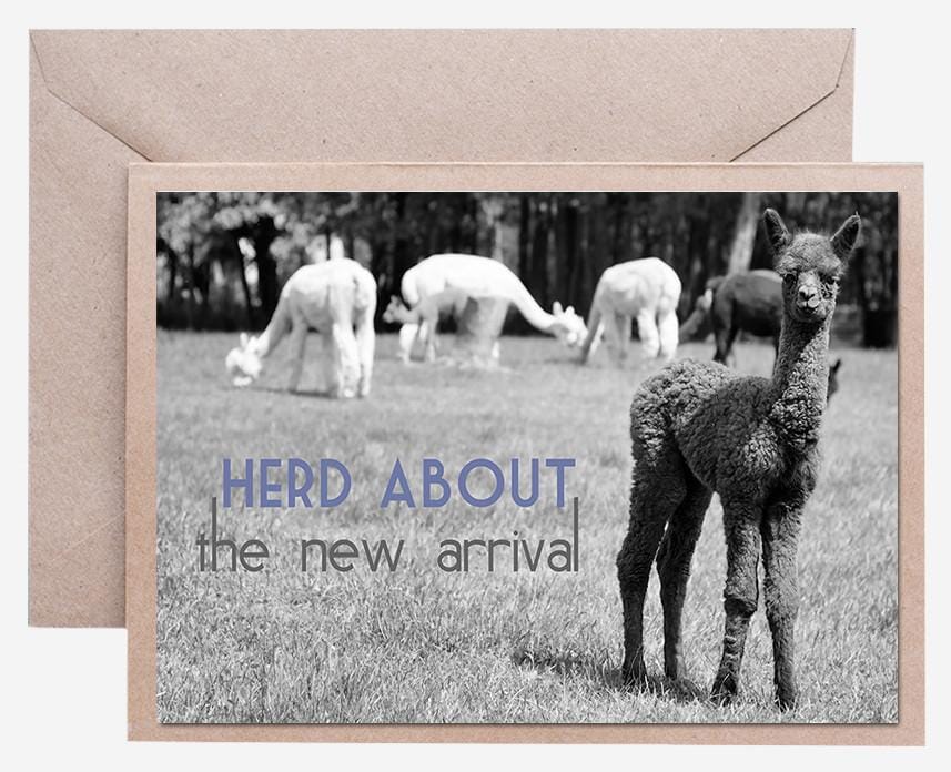 Alpaca Greeting Card - Herd About the New Arrival