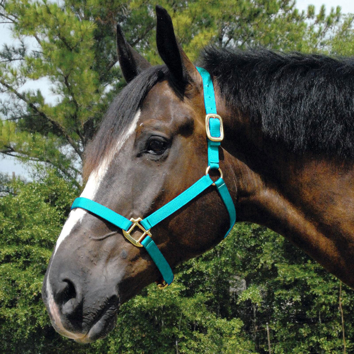 Jeffers Arabian Nylon Horse Halter